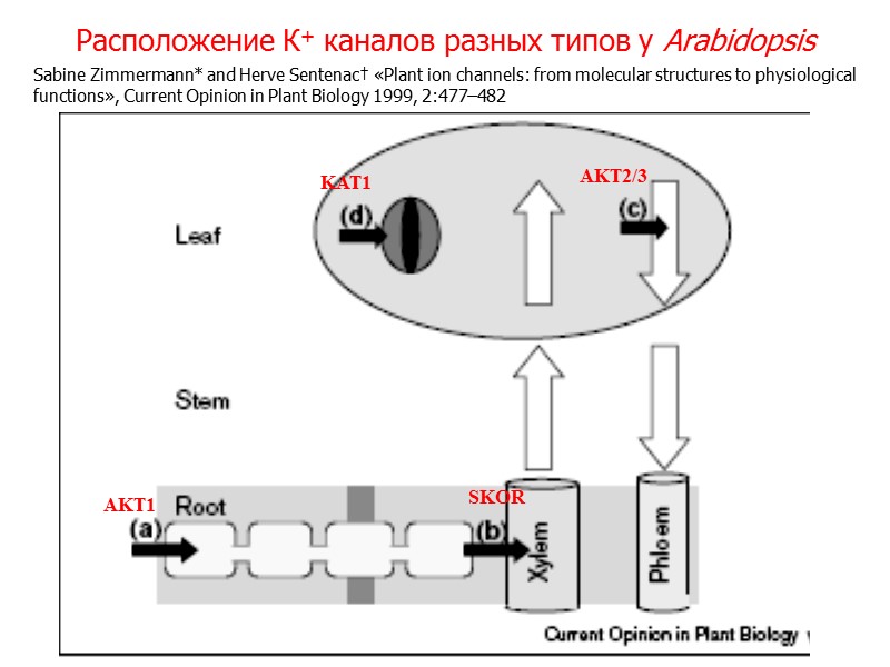 Расположение К+ каналов разных типов у Arabidopsis SKOR  AKT1 KAT1 AKT2/3 Sabine Zimmermann*